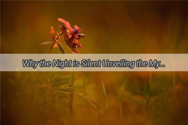 Why the Night is Silent Unveiling the Mystery Behind Your Dreamless Sleep